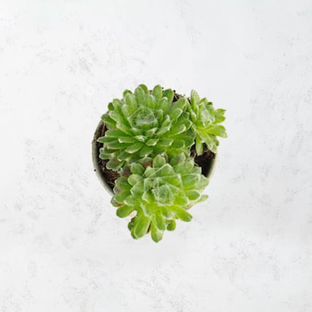 Sempervivum