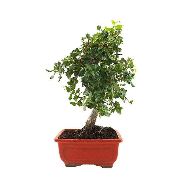 Bonsai Alcornoque (Quercus suber)