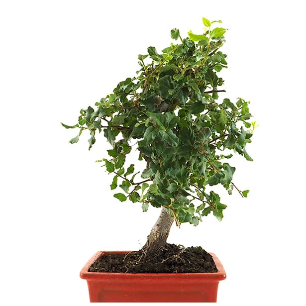 Bonsai Alcornoque (Quercus suber)