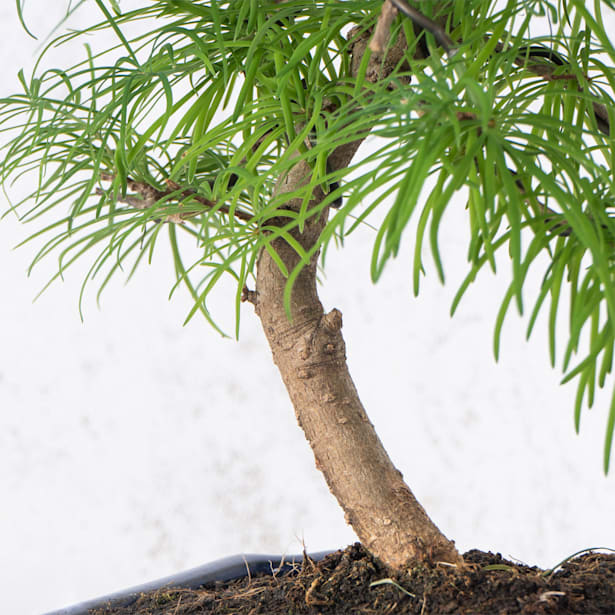 Bonsai Falso alerce (Pseudolarix)