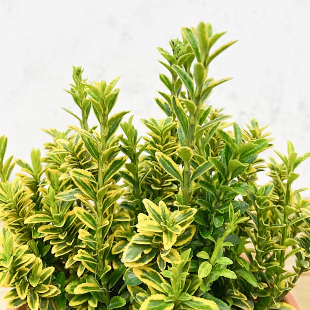 Evónimo enano dorado - Euonymus pulchellus 'Aurea'