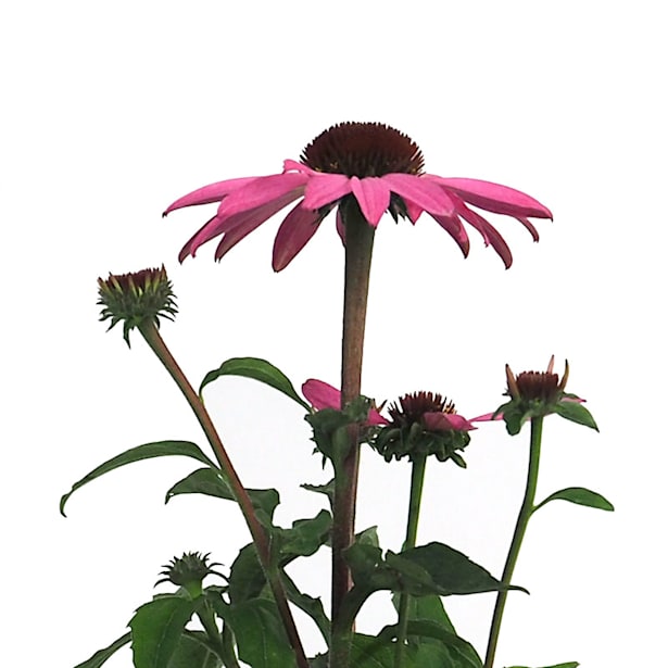 Echinacea purpurea