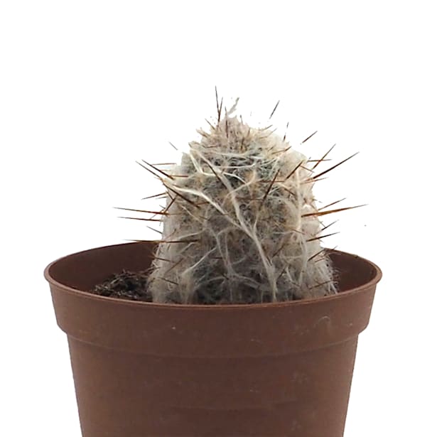 Cactus (variados)