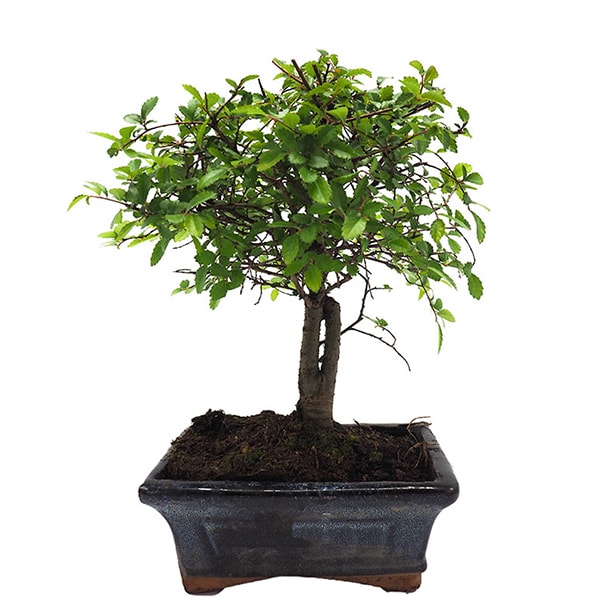Bonsai Zelkova (Olmo chino parvifolia)