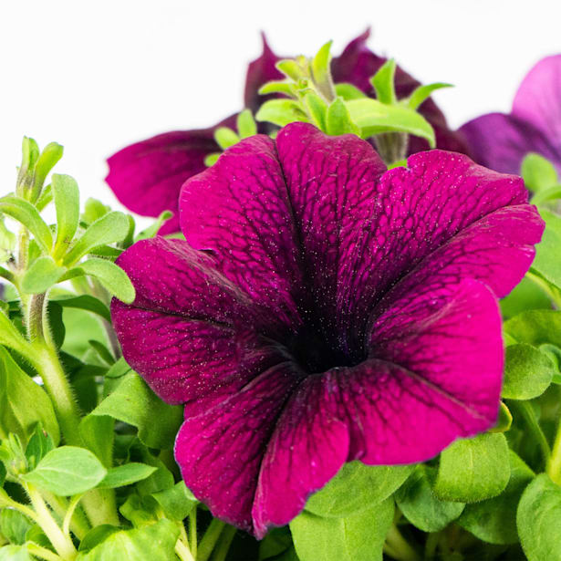 Petunia de colores variados mini 4 uds