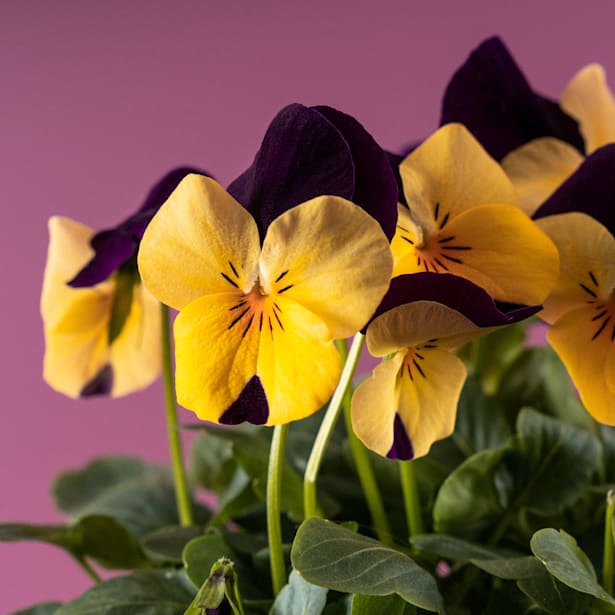 Pensamiento mini (viola cornuta)