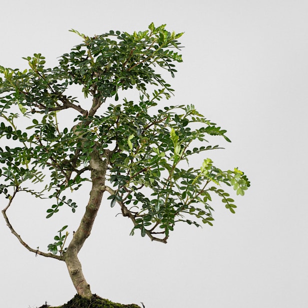 Bonsai Operculicarya (Zanthoxylum Pimienta japonesa)