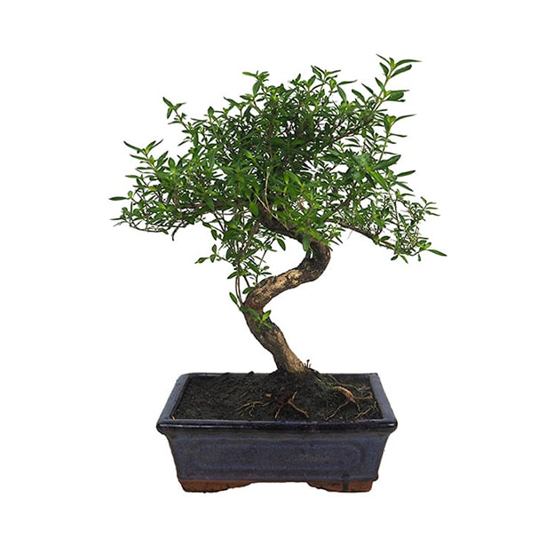 Bonsai Rosa de nieve (Serissa japonica)