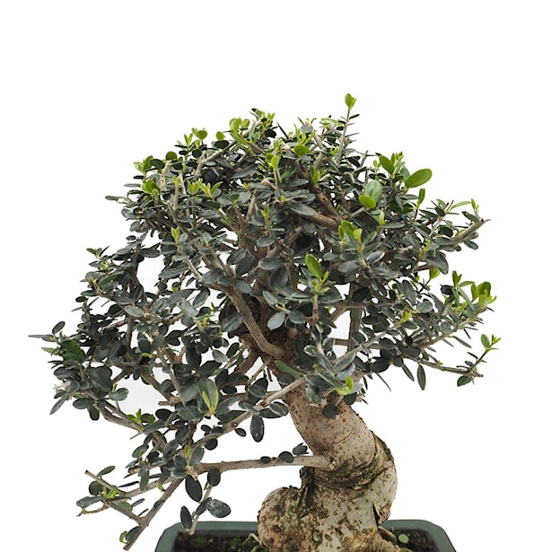 Bonsai Olivo silvestre (Olea oleaster)