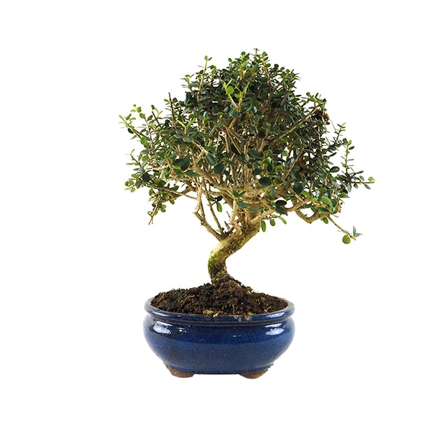 Bonsai Olivo silvestre (Olea oleaster)