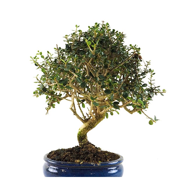 Bonsai Olivo silvestre (Olea oleaster)