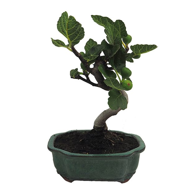 Bonsai Higuera (Ficus carica)