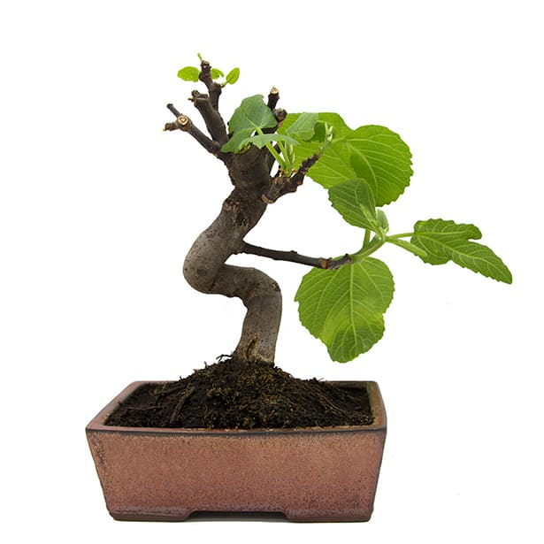 Bonsai Higuera (Ficus carica)