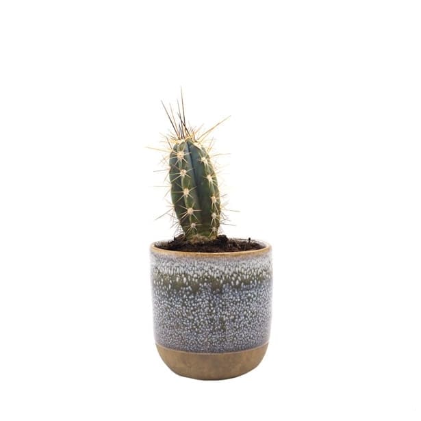 Cactus (variados)