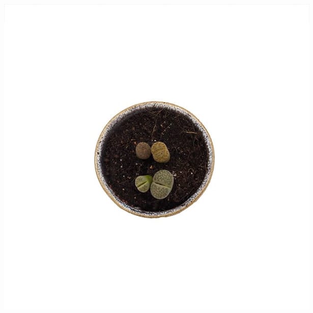 Lithops (variado)