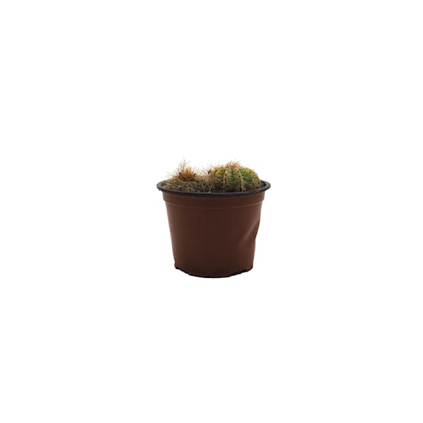 Cactus (variados)