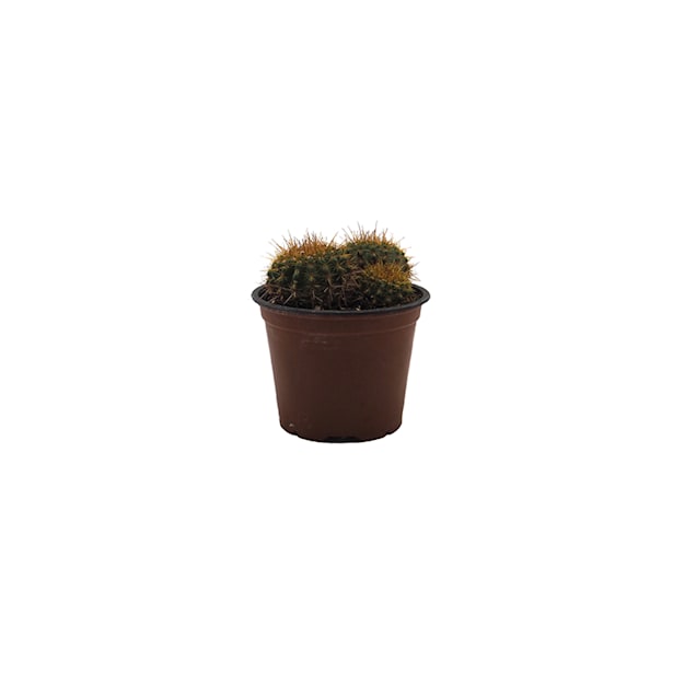 Cactus (variados)