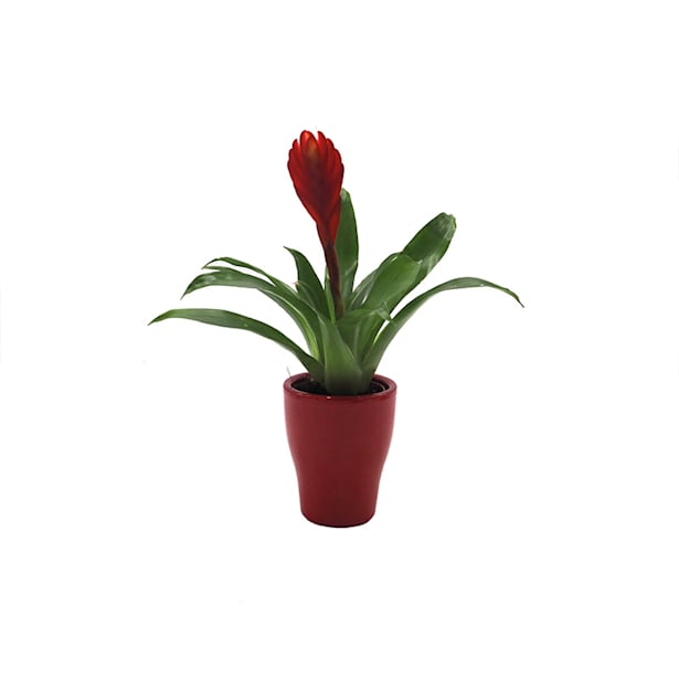 Bromelia (colores variados)