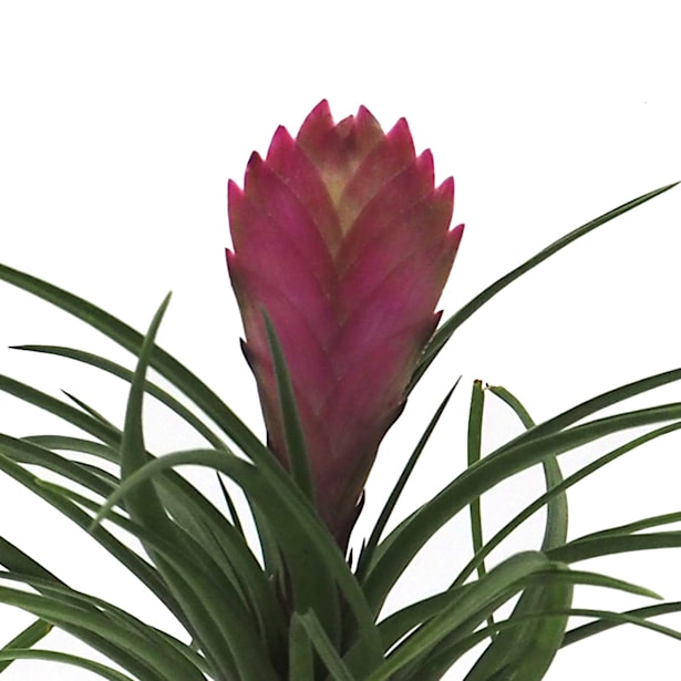 Bromelia (colores variados)