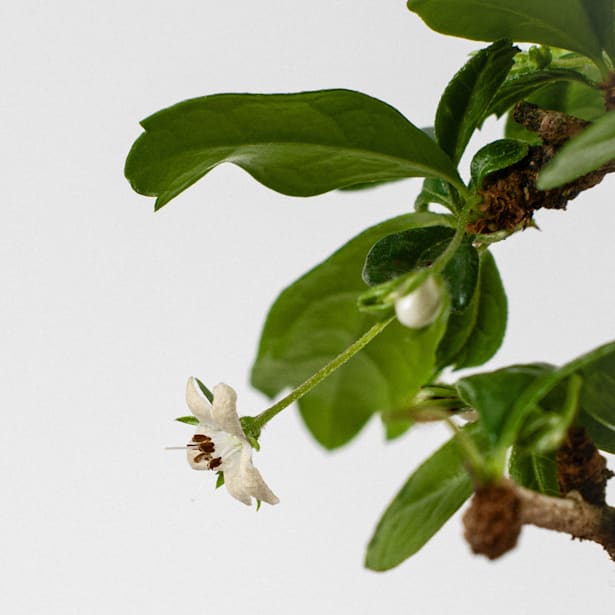 Bonsai Carmona (Ehretia microphylla)