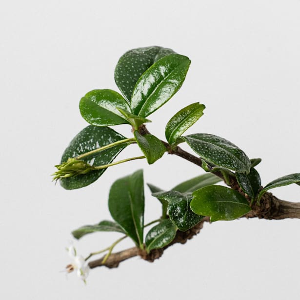 Bonsai Carmona (Ehretia microphylla)