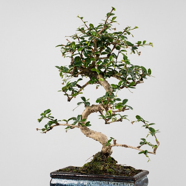 Bonsai Carmona (Ehretia microphylla)