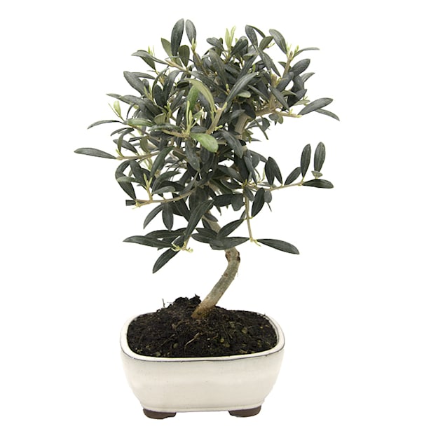 Bonsai Olivo (Olea europaea)