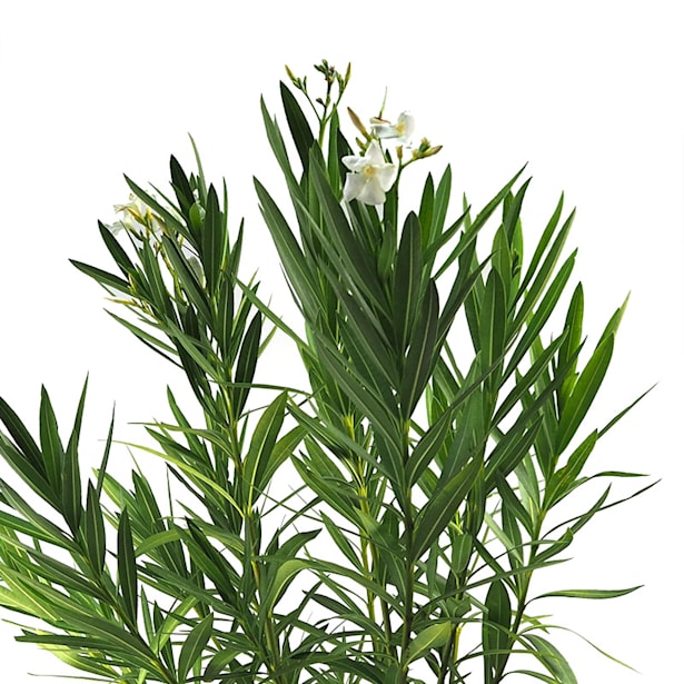 Adelfa blanca copa (nerium oleander blanco copa)