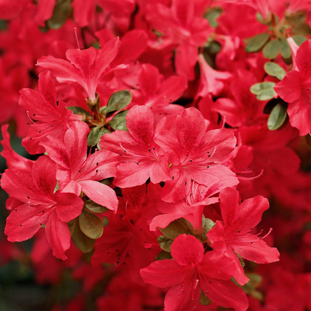 Azalea japonica