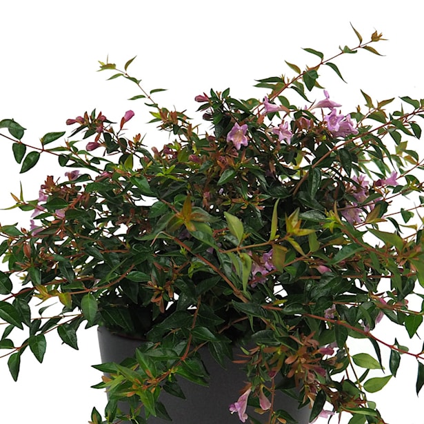 Abelia grandiflora 'Edward Goucher'