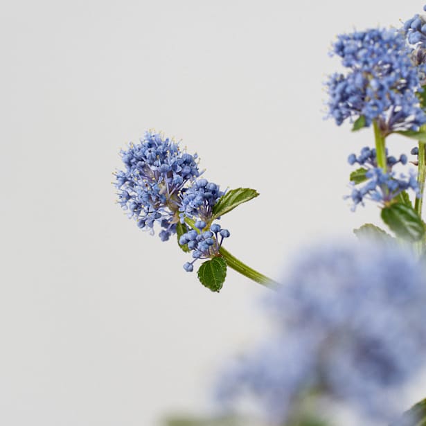 Ceanothus thyrsiflorus repens