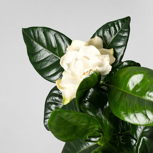 Gardenia jasminoides