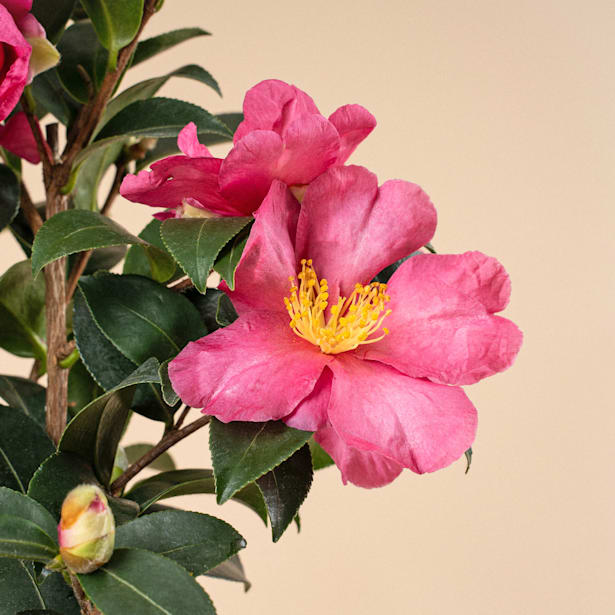 Camelia de Navidad (Sasanqua)