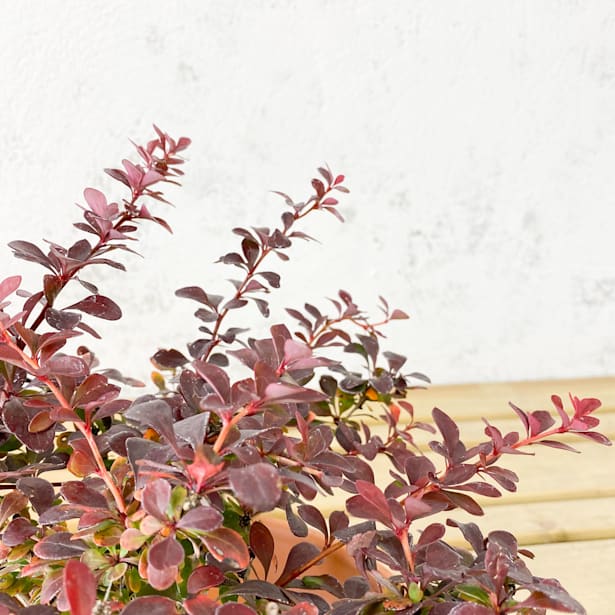 Berberis thunbergii atropurpurea nana