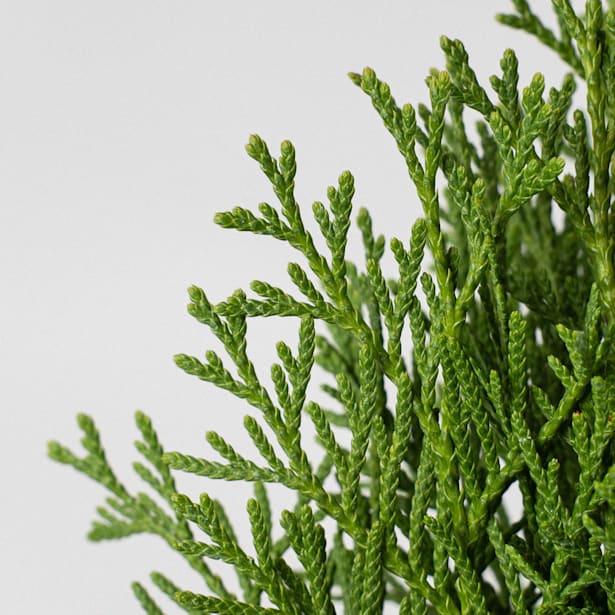 Thuja esmeralda (thuja occidentalis "emeraude")