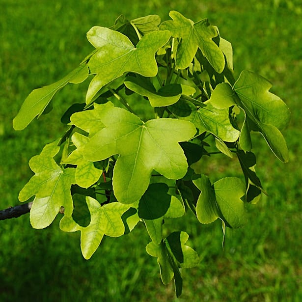 Liquidambar rotundiloba