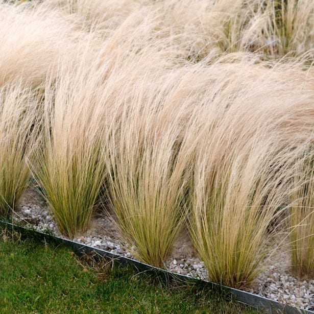 Gramínea Stipa tenuissima