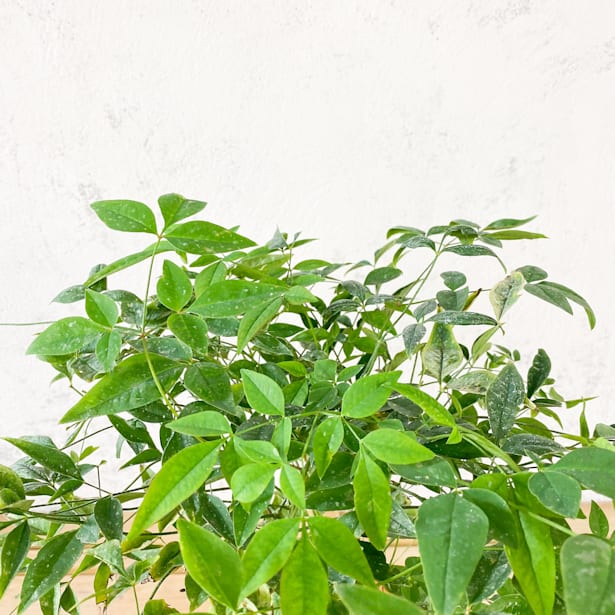 Nandina doméstica 'Obsessed Seika'