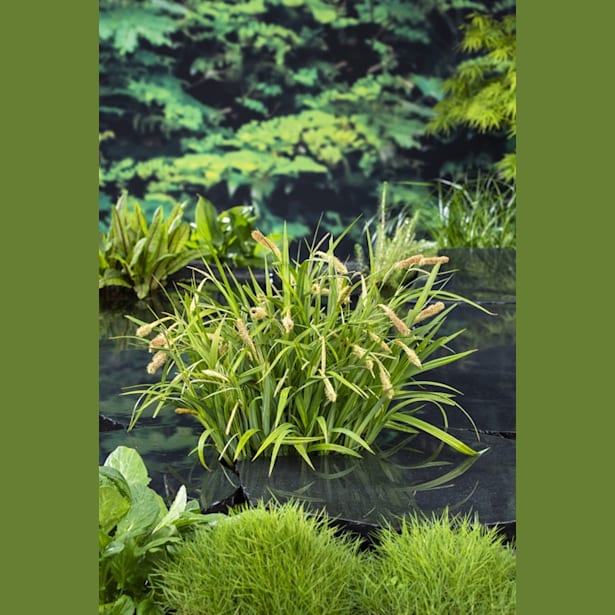 Carex pendula - Planta de orilla de estanque