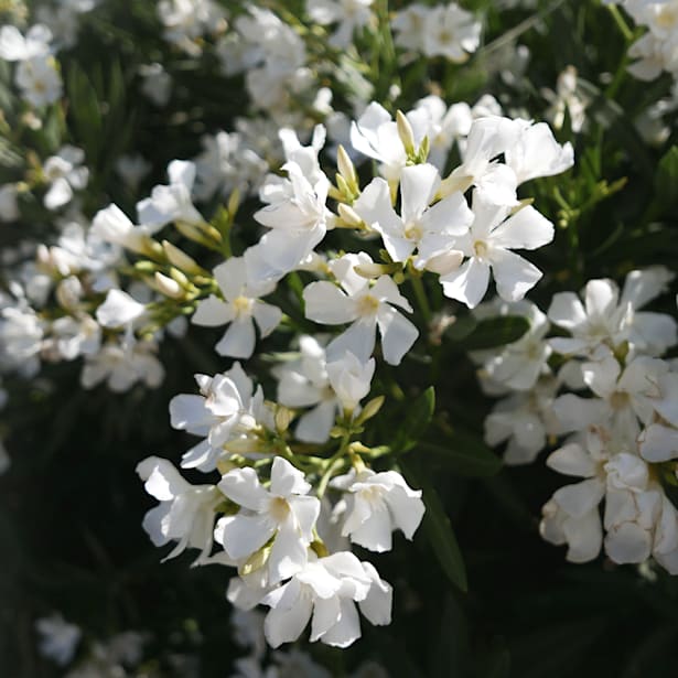 Adelfa blanca (nerium oleander)