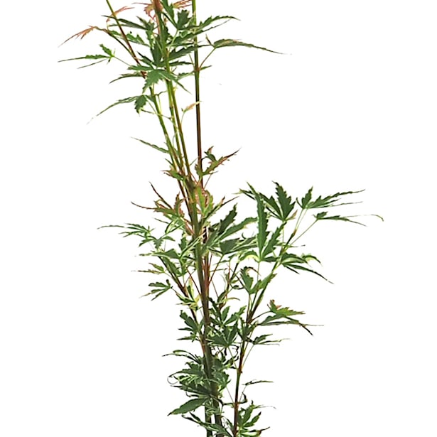 Acer palmatum (varias especies)