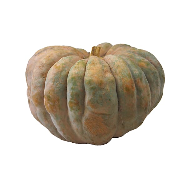 Calabaza de Halloween natural