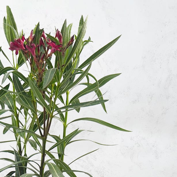 Adelfa roja (nerium oleander)