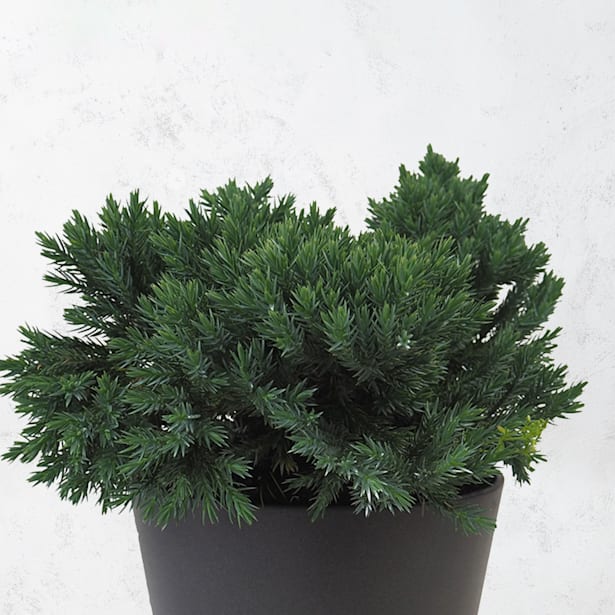 Juniperus blue star