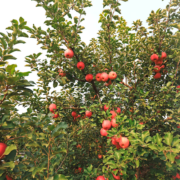 Manzano variedades (malus domestica)