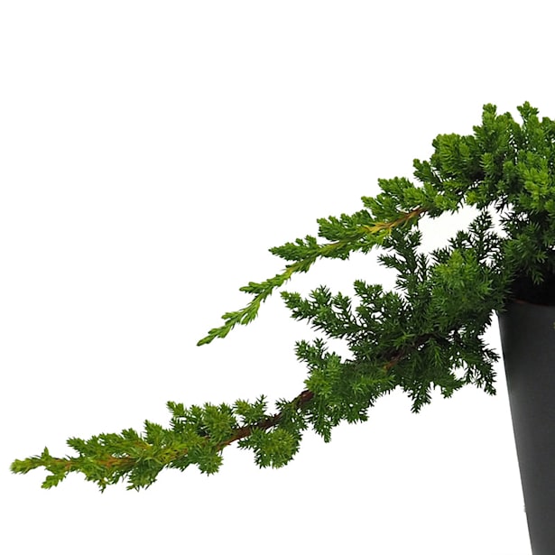 Juniperus procumbens nana