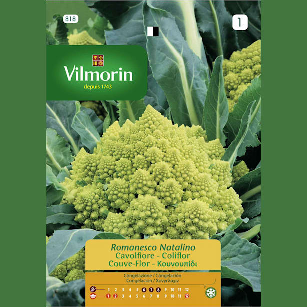 Semilla brocoli romanesco natalino