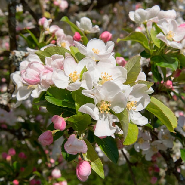 Manzano Silvestre (Malus "Red Sentinel")