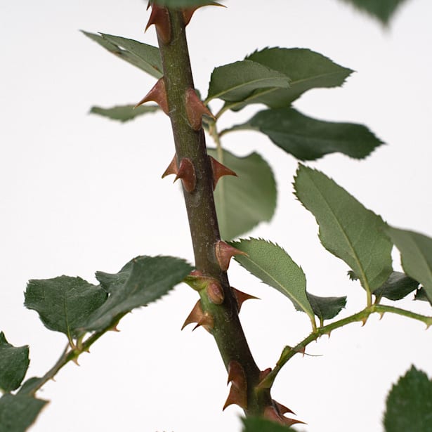 Rosal grandiflora perfumado