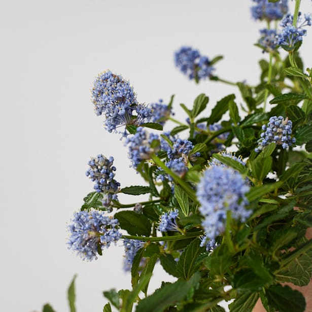 Ceanothus thyrsiflorus repens